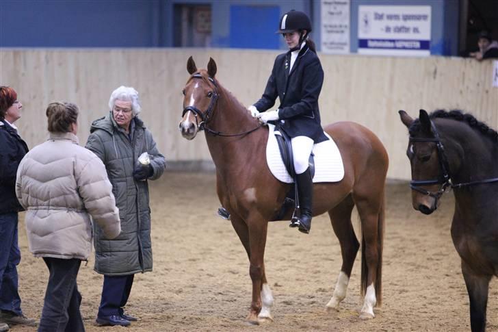 Hollandsk Sportspony Safari (solgt) - Klubmester 08´ :D billede 5