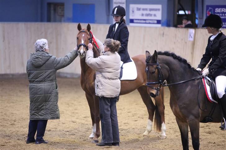 Hollandsk Sportspony Safari (solgt) - Klubmester 08´ :D billede 6