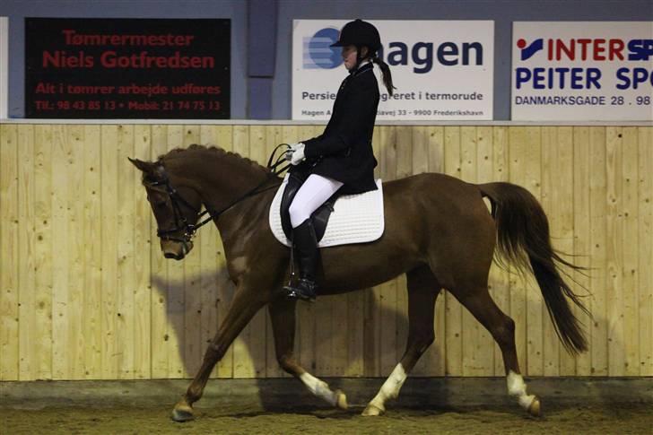 Hollandsk Sportspony Safari (solgt) - Januar 09 - klubmesterskab billede 8