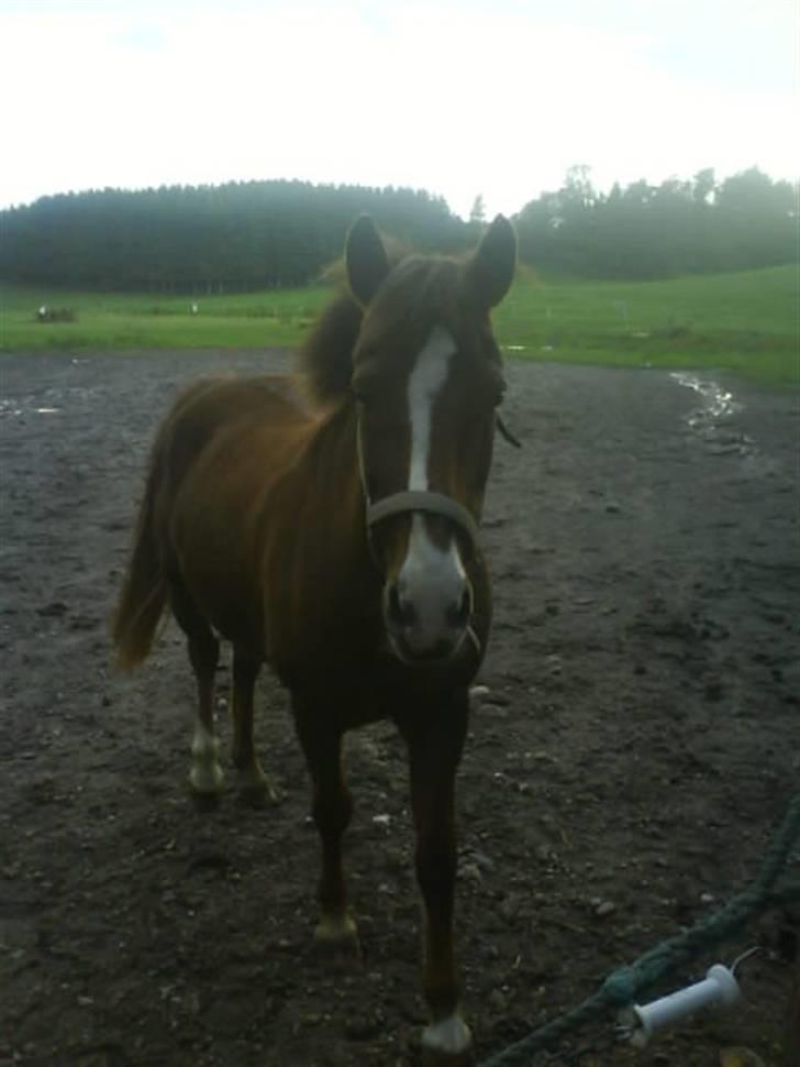 New Forest sasha - Sasha <3 billede 11