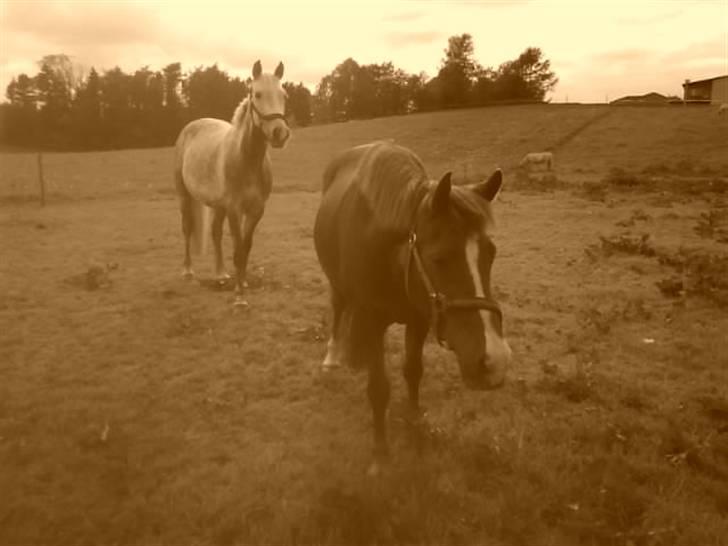 New Forest sasha - Sasha & Lisell <3 billede 12