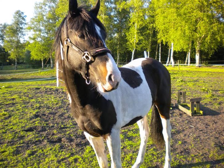 Pinto Aragon billede 2