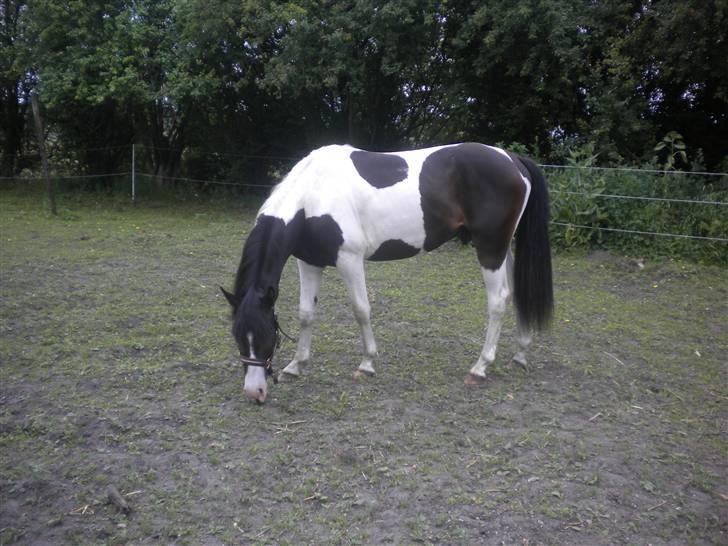 Pinto Aragon billede 3