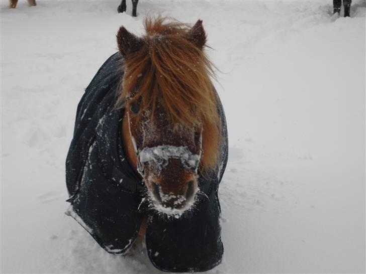 Anden særlig race Ridder Rust (Buster) - Snestorm  billede 9