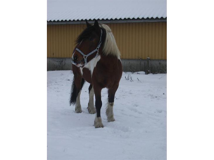 Anden særlig race Balou billede 1