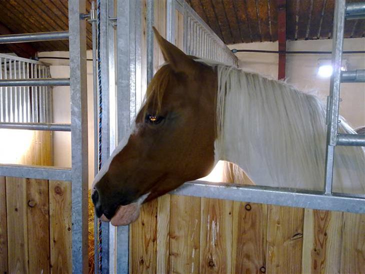 {{currentPhoto.altText}} billede {{currentPhoto.number}}