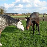 Anden særlig race lukas