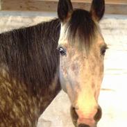 Anden særlig race lukas