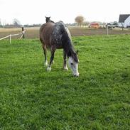 Anden særlig race lukas