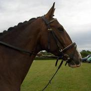 Hollandsk Varmblod Dorina