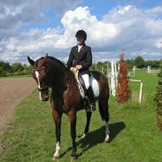 Hollandsk Varmblod Dorina