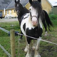 Tinker Holmstrups Tamira (Tinke)