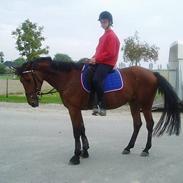 Anden særlig race Careas  solgt