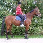 Anden særlig race Careas  solgt