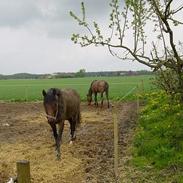 Trakehner Bybjerggaard`s D. Beckham