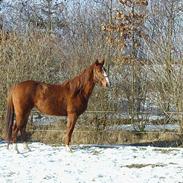 Sportsaraber (A) Quality