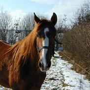 Sportsaraber (A) Quality