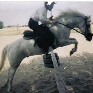 Welsh Pony af Cob-type (sec C) (¯`v´¯)prins (¯`v´¯)