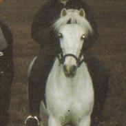 Welsh Pony af Cob-type (sec C) (¯`v´¯)prins (¯`v´¯)