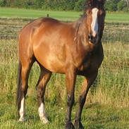 Trakehner Ultimo (DØD)