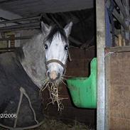 Welsh Mountain (sec A) Flying Angel