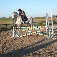 Welsh Pony af Cob-type (sec C) Bjerregårds Laban <33 