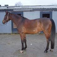 Dansk Varmblod Saxo R.I.P <3