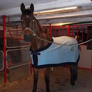 Dansk Varmblod Saxo R.I.P <3