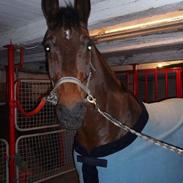 Dansk Varmblod Saxo R.I.P <3