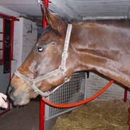 Dansk Varmblod Saxo R.I.P <3