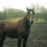 Anden særlig race R.I.P. Filou (Lulledreng)