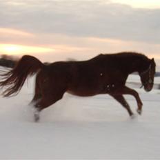 Dansk Varmblod Lady Lucky