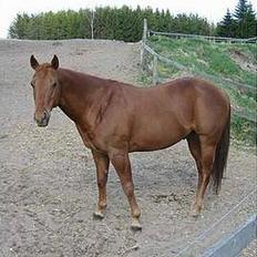 Quarter Blacks Cody Skip