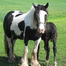 Tinker Holmstrups Tamira (Tinke)