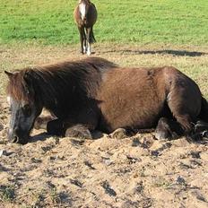 Shetlænder Vandmøllens Camilla R.I.P