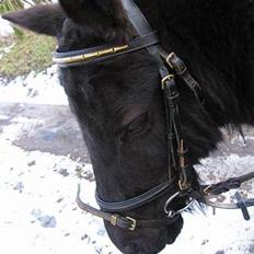 Anden særlig race Lady 