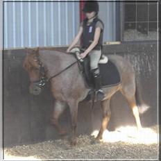 Anden særlig race Rozita