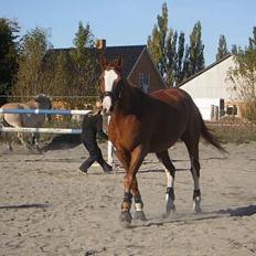 Dansk Varmblod Red' magic   R.I.P.