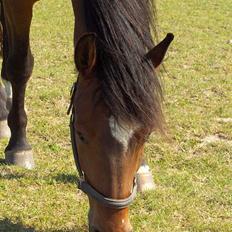 Holstener Komet * Solgt *