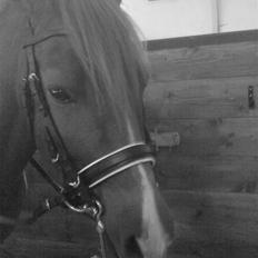 New Forest pinocchio  