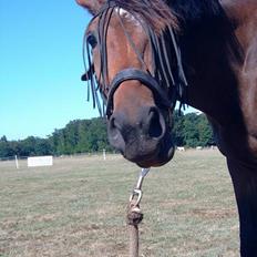 Trakehner Hillary *R.I.P*