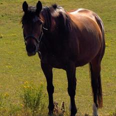 Trakehner Hillary *R.I.P*