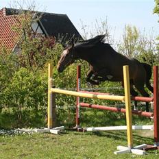 Trakehner Hillary *R.I.P*
