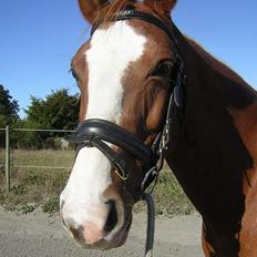 Dansk Varmblod Red' magic   R.I.P.