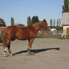 Dansk Varmblod Red' magic   R.I.P.