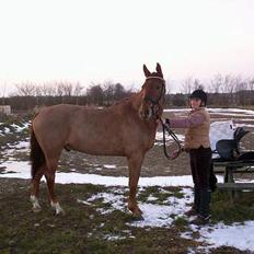 Dansk Varmblod **Red Saski** 