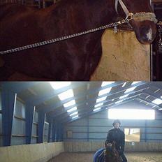 Dansk Varmblod Gordion Stengaard aflivet