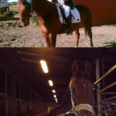 Dansk Varmblod Gordion Stengaard aflivet