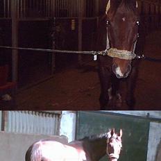 Dansk Varmblod Gordion Stengaard aflivet