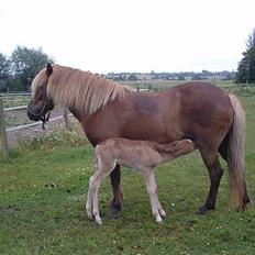 Islænder Amoria